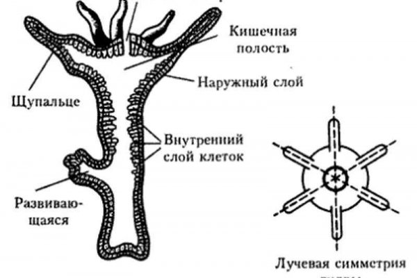 Кракен верное зеркало